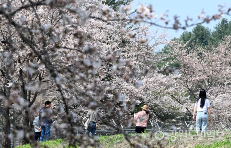 춘천댐 벚꽃길