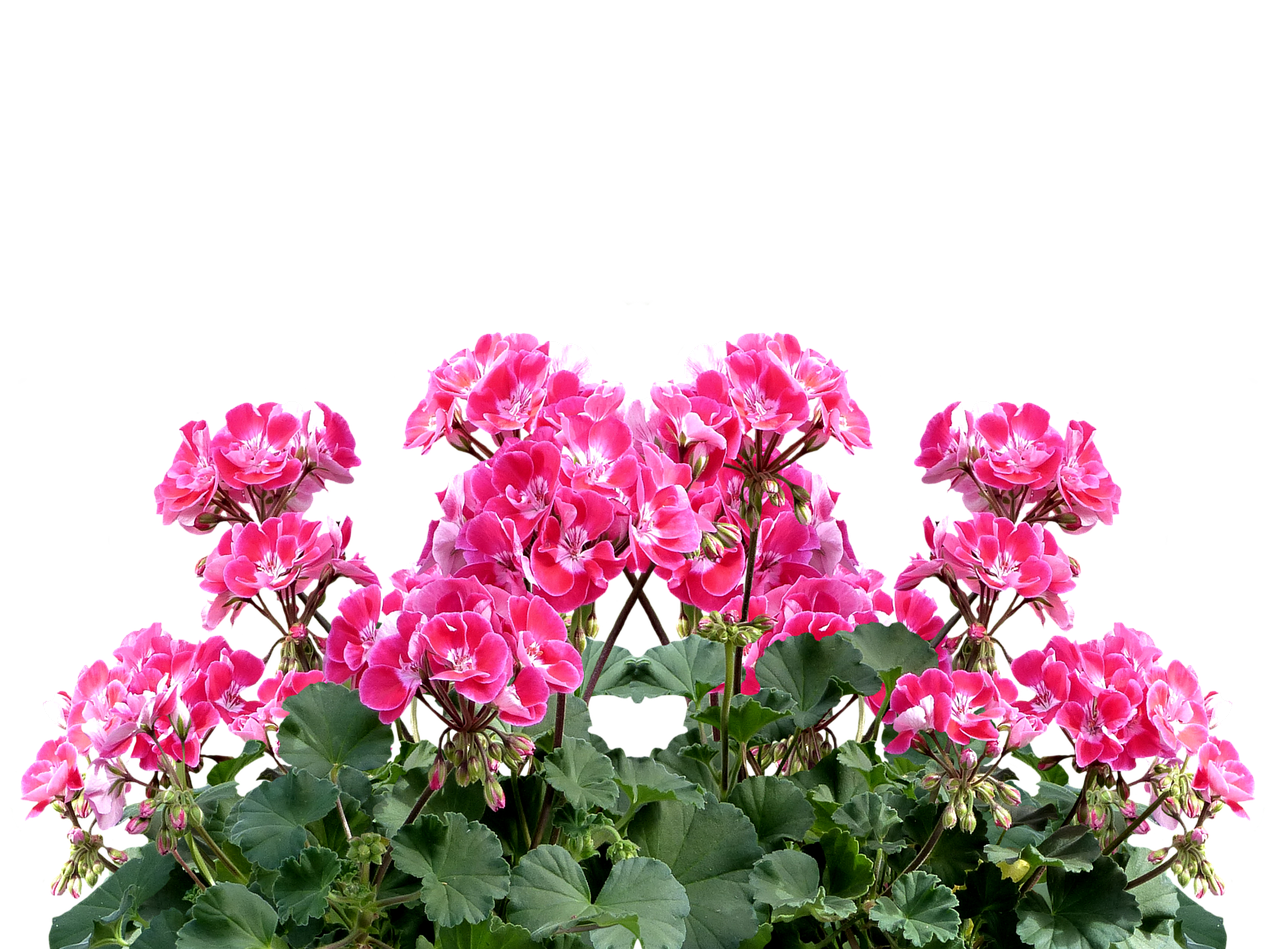 원료가 되는 로즈제라늄 꽃