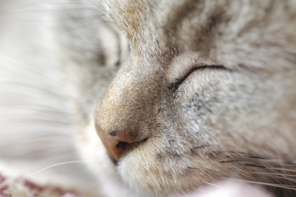 눈을 감고 있는 고양이 사진.