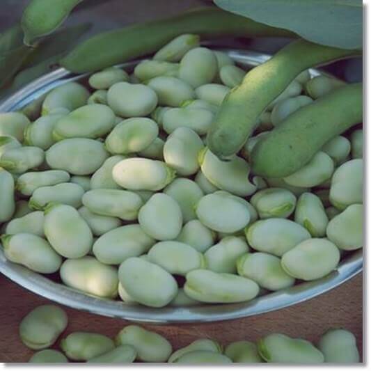 자이언트 파바빈 효능 및 영양소, 주의점