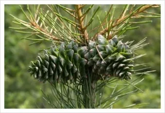 잣 재배 암수 구분 수분 수정 송이 관리_4