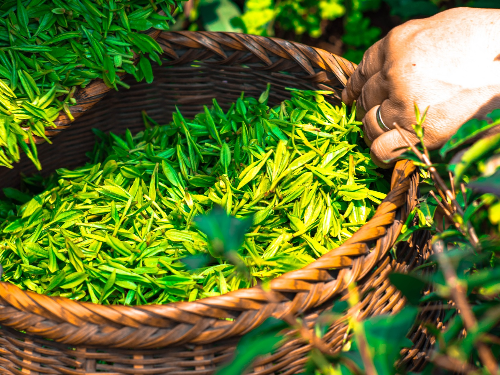 염증에 좋은 음식과 징후