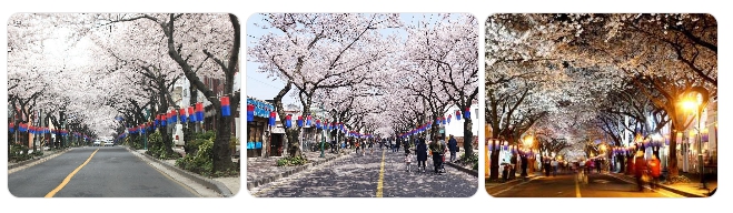 제주 전농로 가로수 벚꽃길