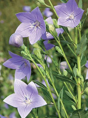 보라색 도라지 사진