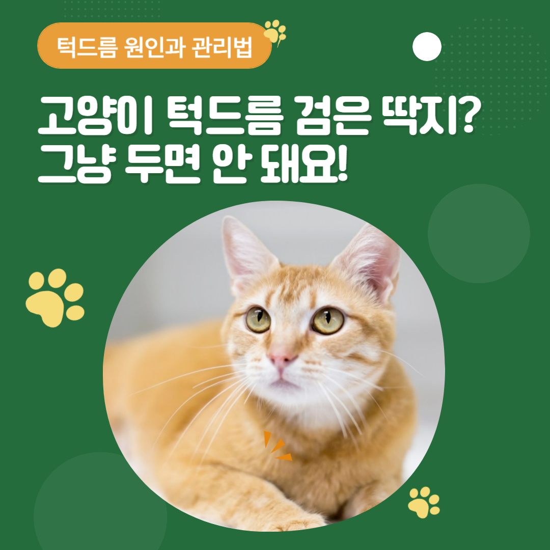 고양이턱드름