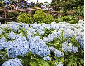 미화-잘된-꽃밭