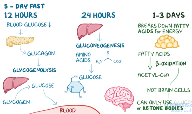 단식 시 세포 대사 과정