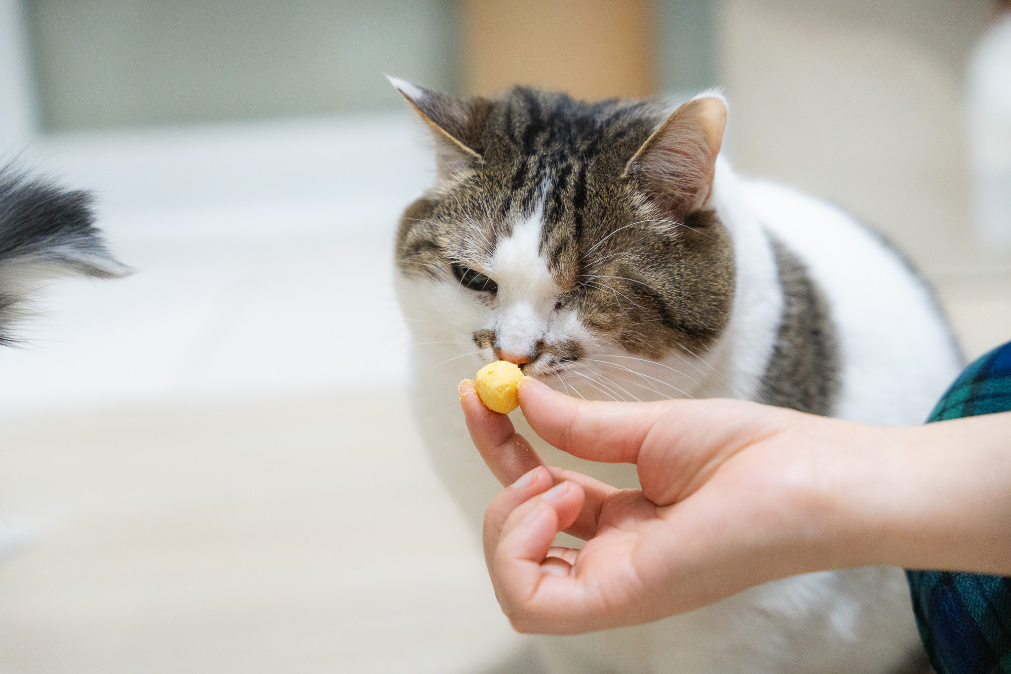 고양이 강아지 간식 고로고로 동결건조 메추리 노른자