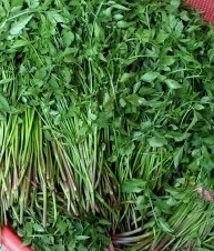 미나리 효능 부작용 고르는법 칼로리