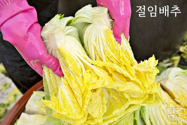 김장김치 군내나는 이유 절임배추 김치군내잡는법