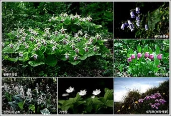 우리나라 특산식물 댕강나무와 댕강나무 꽃말 꽃댕강나무_3