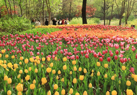 튤립-개화시기