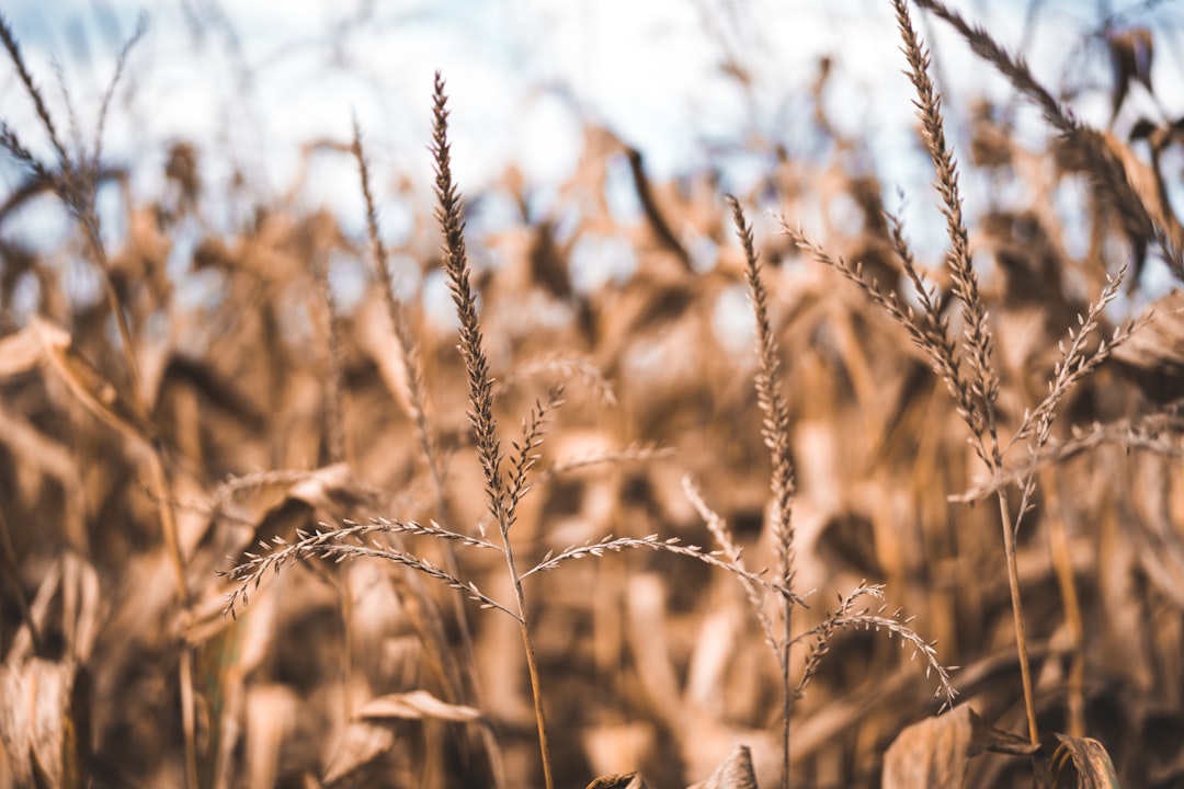 Crop