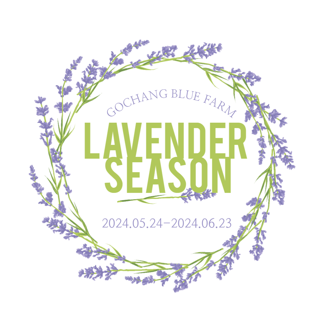 고창청농원-라벤더축제