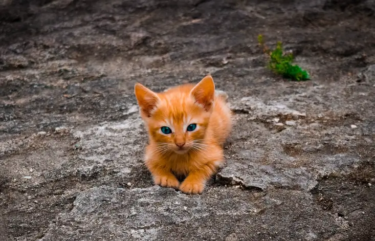 펫샵 전문견사 입양 비용