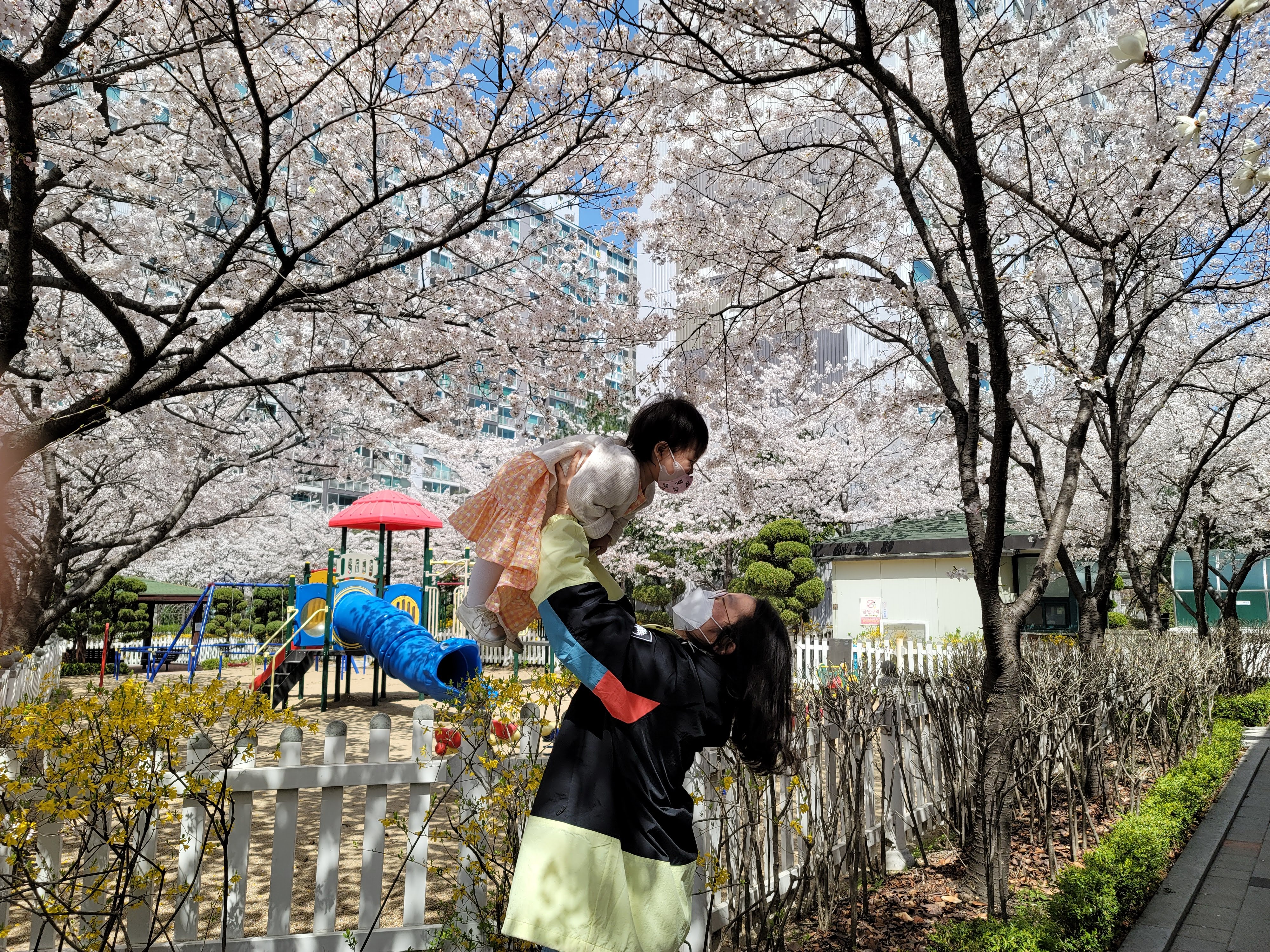 수원 숨은 벚꽃 명소