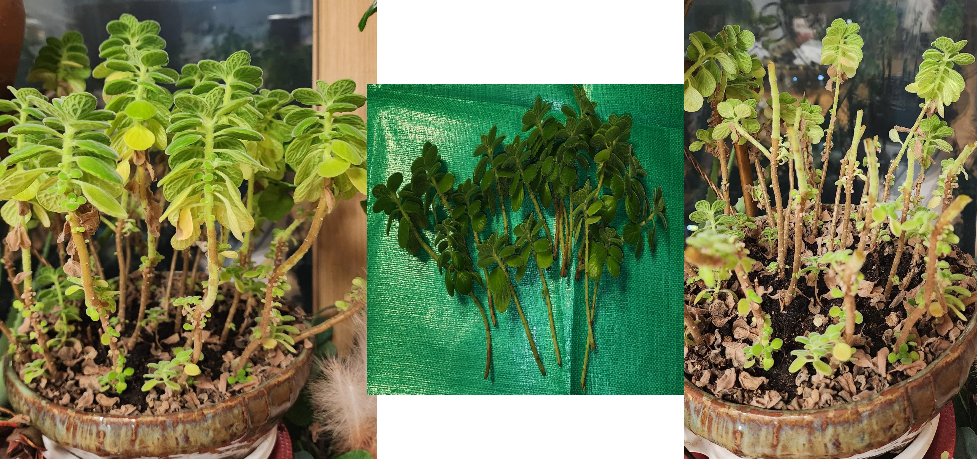 여름철 화분 관리