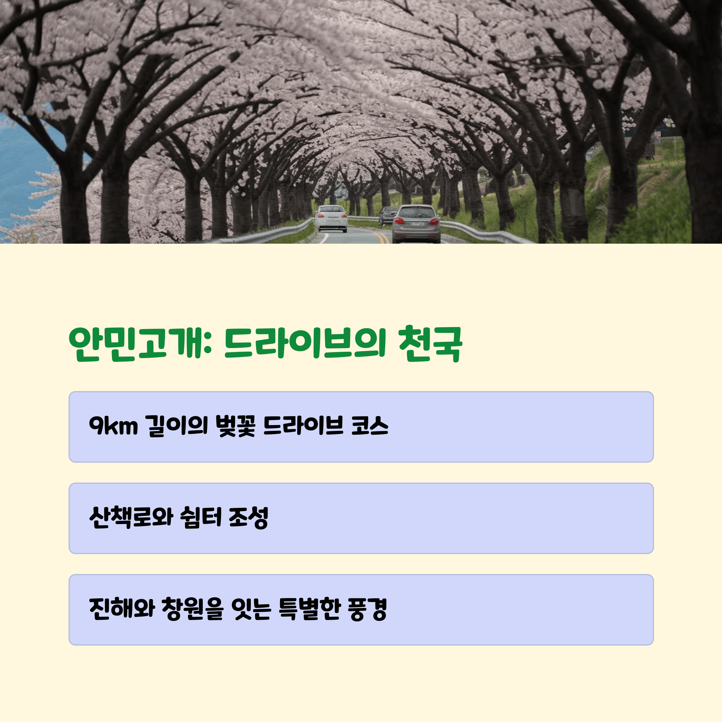 진해 벚꽃