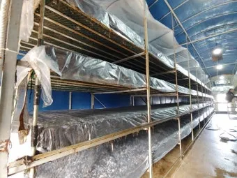 양송이버섯 재배 배지 준비 온도 습도 수확 정리_12