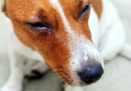 눈을 가늘게 만드는 개.