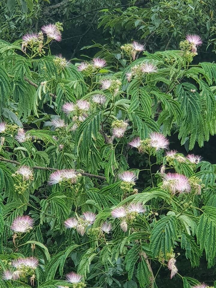 자귀나무-썸네일