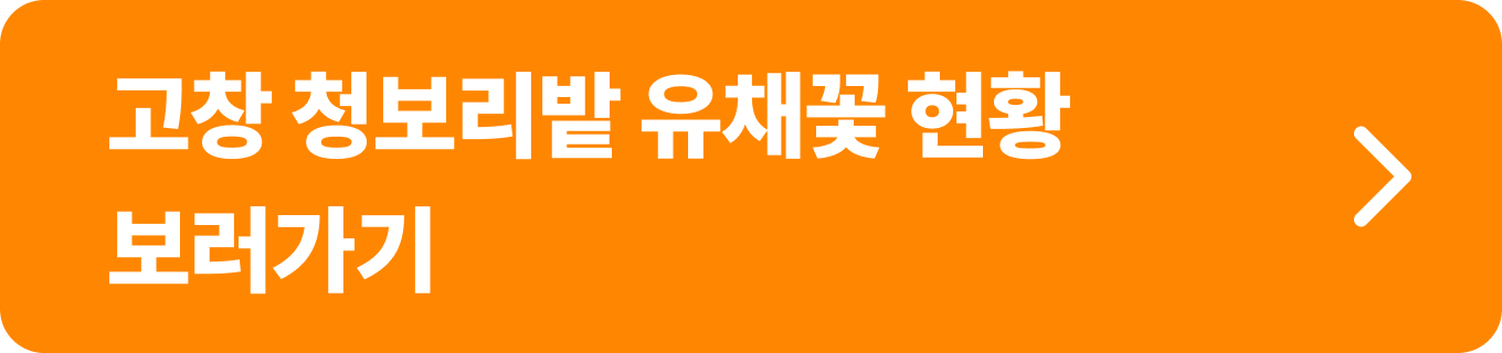 고창 청보리밭 유채꽃 현황