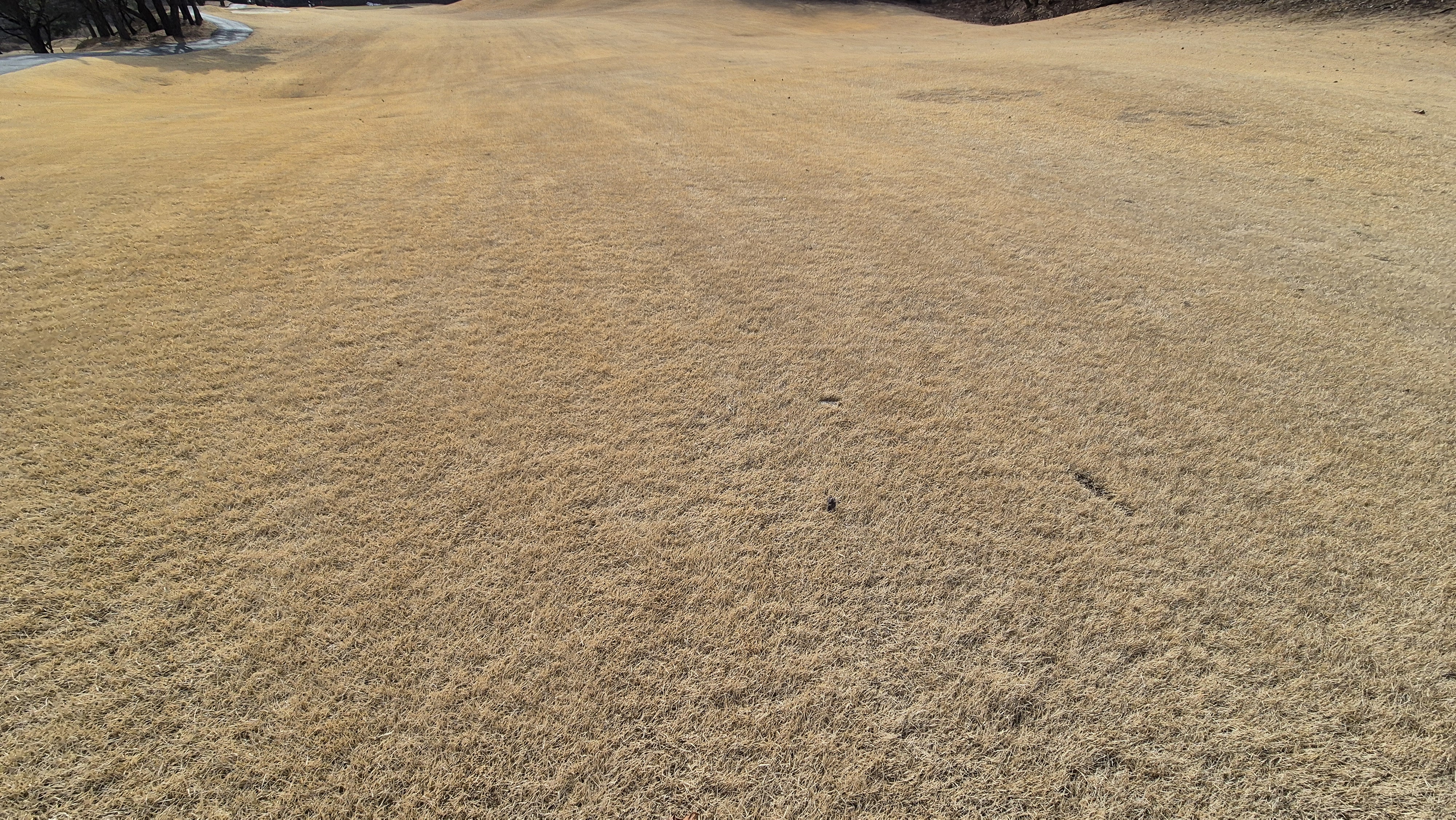 코리아cc 크리크-레이크 코스 관리 상태