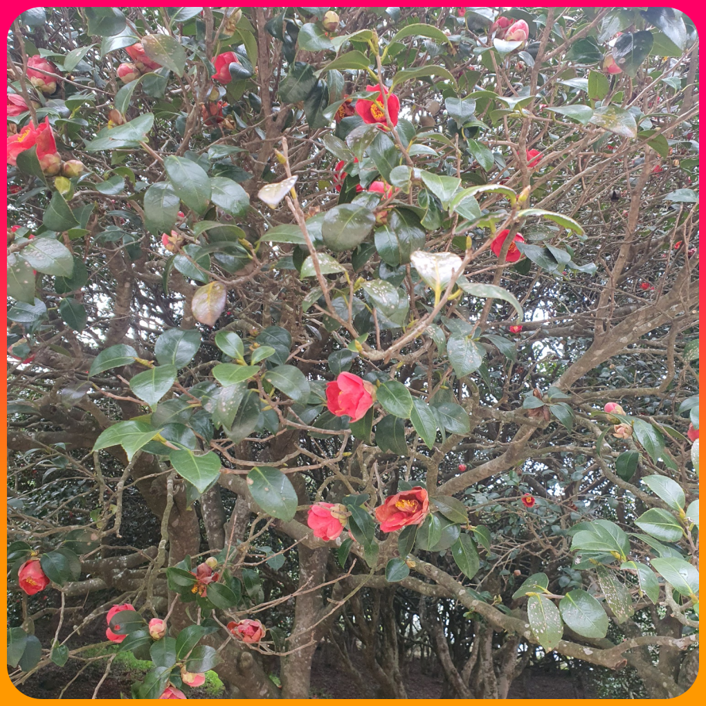 선운사_동백나무꽃