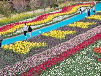 태안 안면도 튤립축제