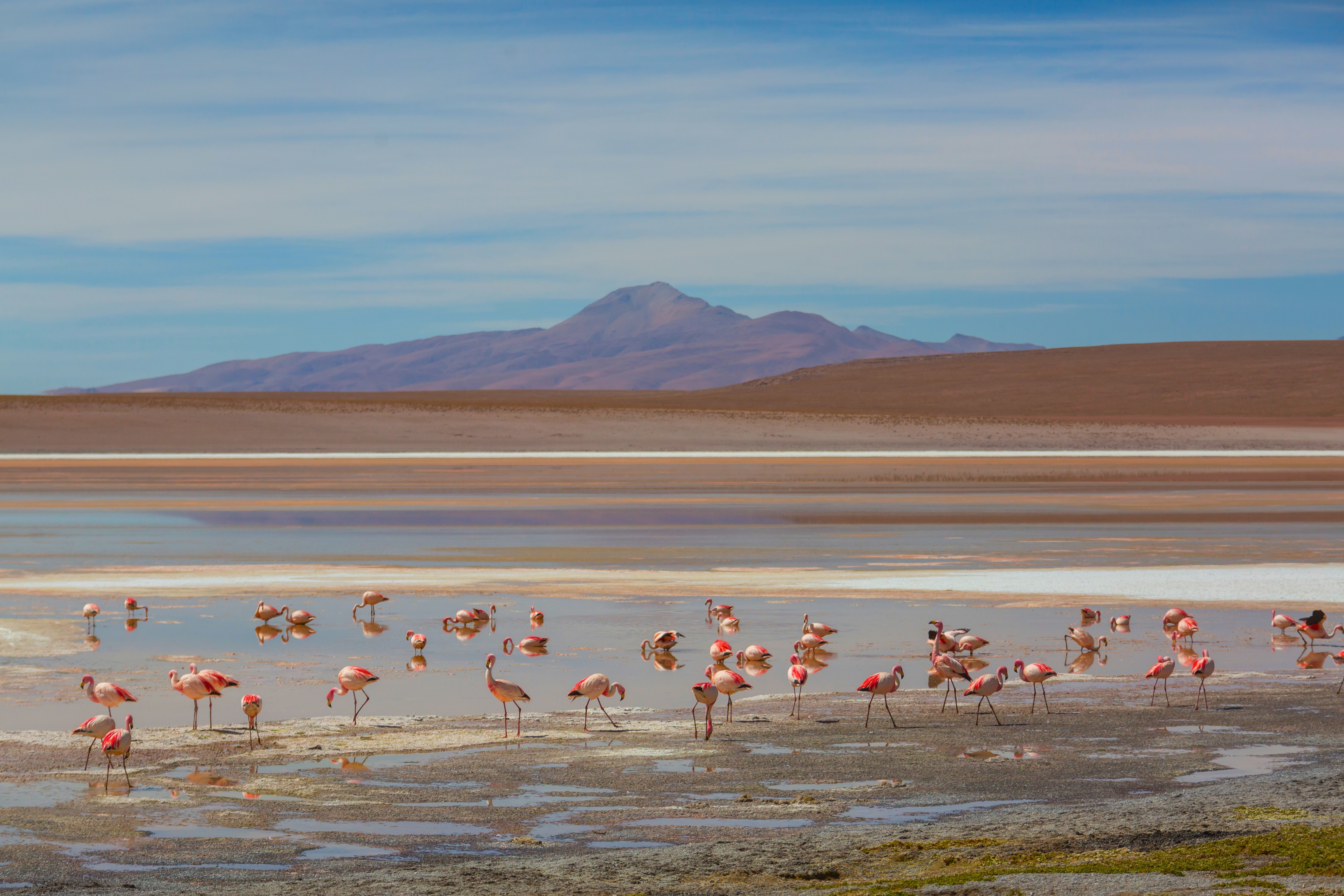 플라밍고가 가득한 알티플라노 고원