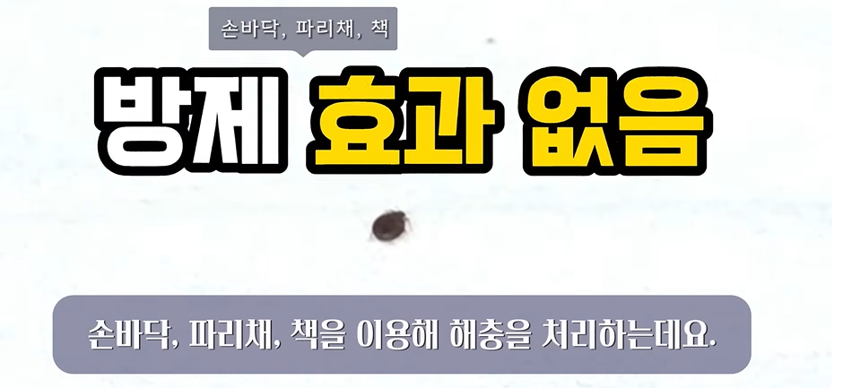 빈대 퇴치법