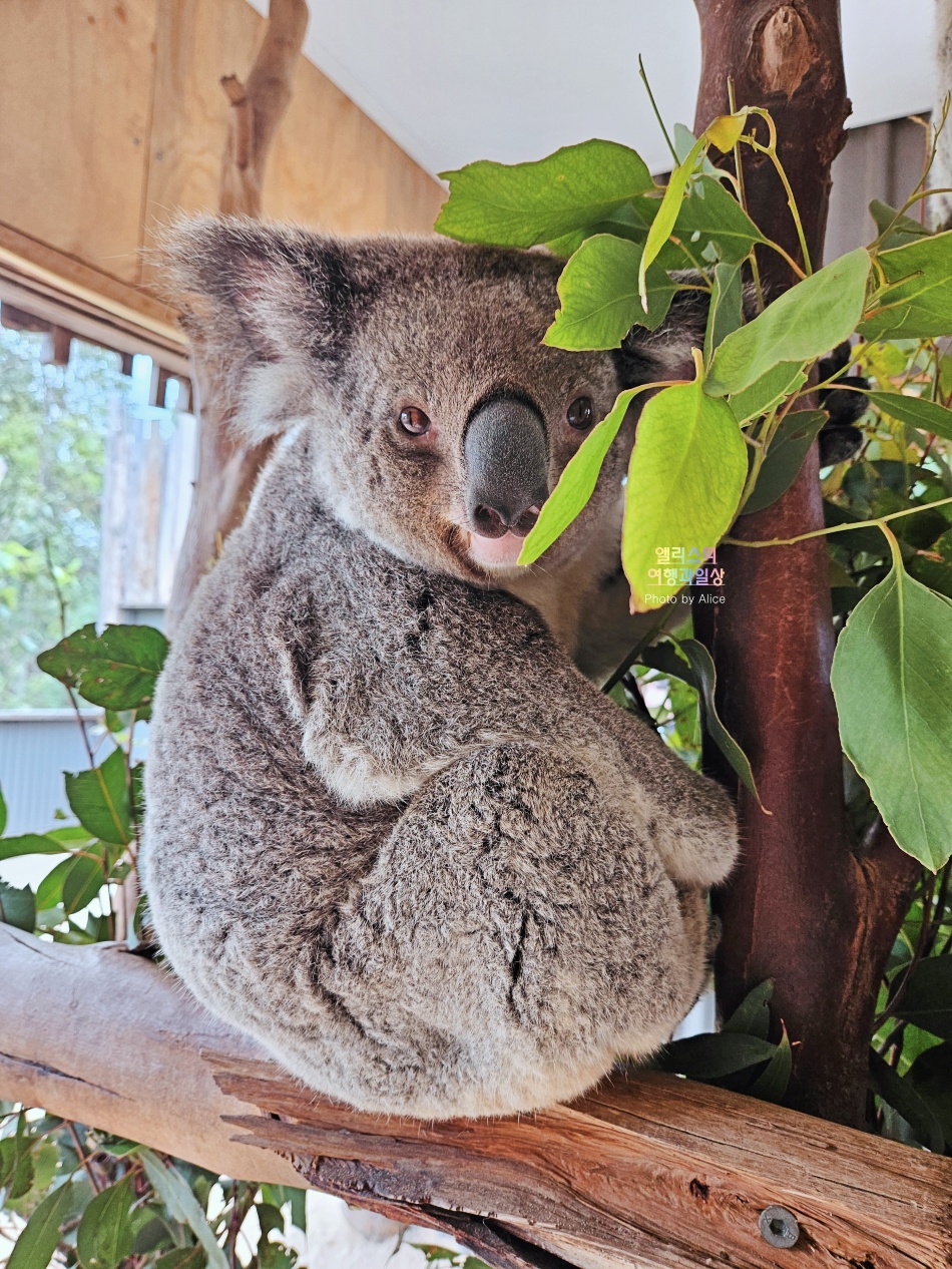 시드니 근교 블루마운틴 투어 가격 솔직 후기 + 시드니 동물원 일일투어