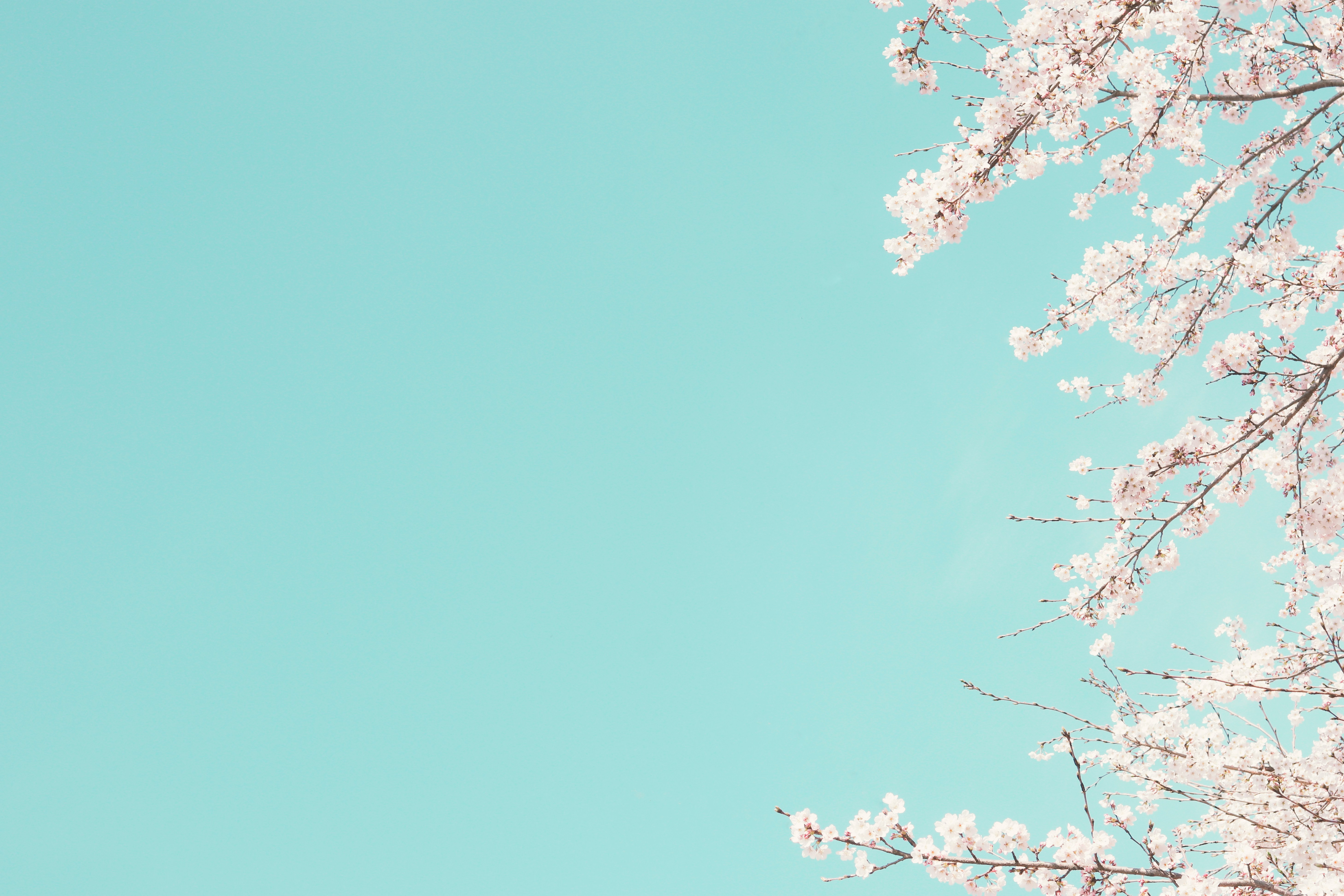 하늘과 벚꽃 사진