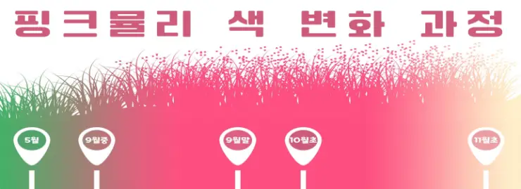 고창핑크뮬리축제