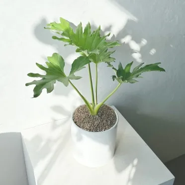 집들이 선물 식물추천 키우기쉬운 종류 물주기 빛관리 가이드_4