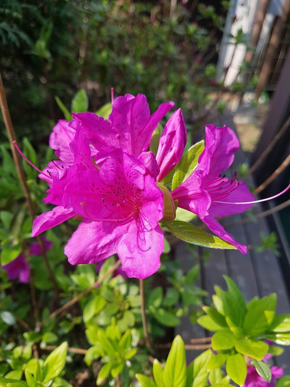 경칩의 뜻과 전통과 풍습, 의미