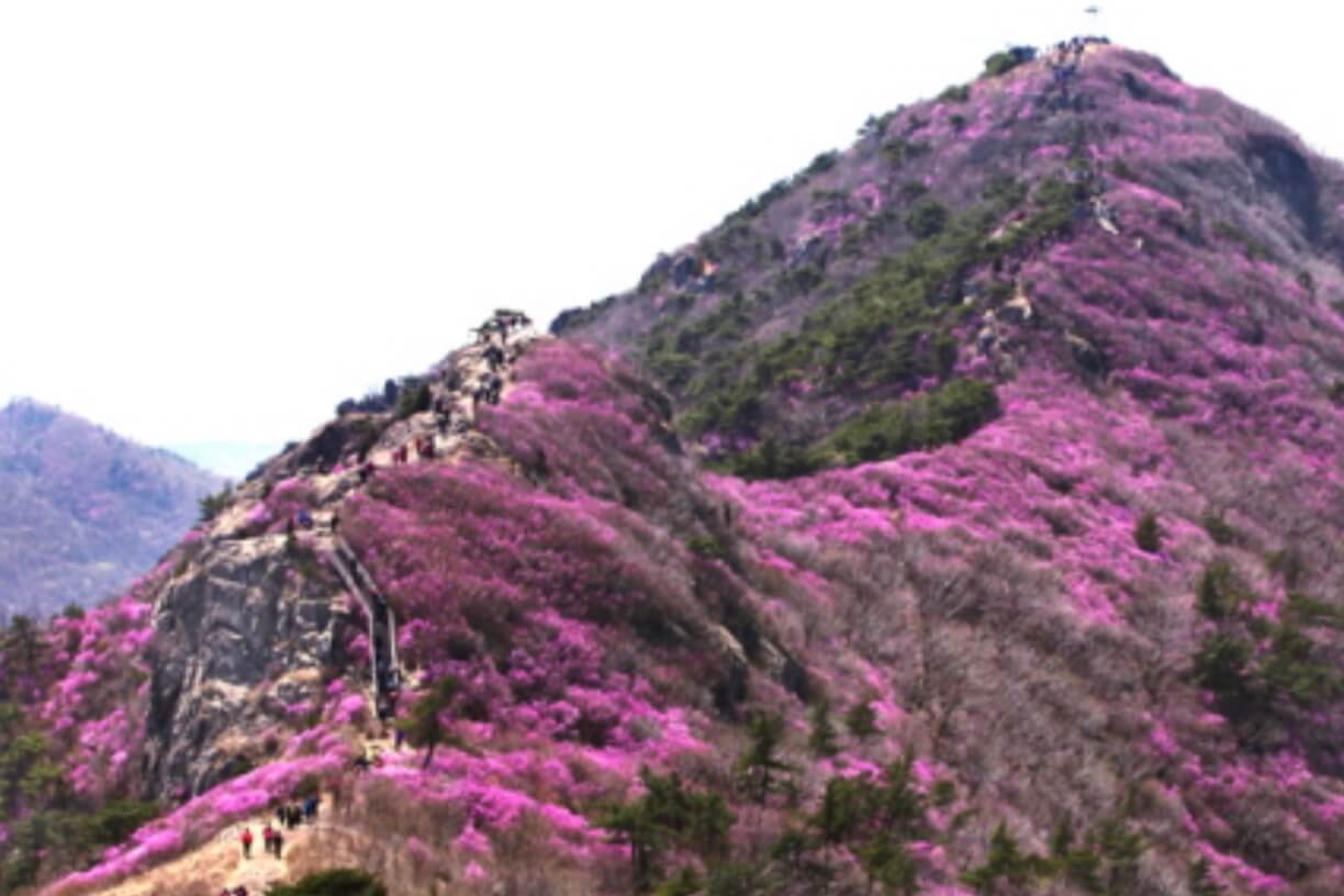 전남-여수-영취산-진달래-축제-사진