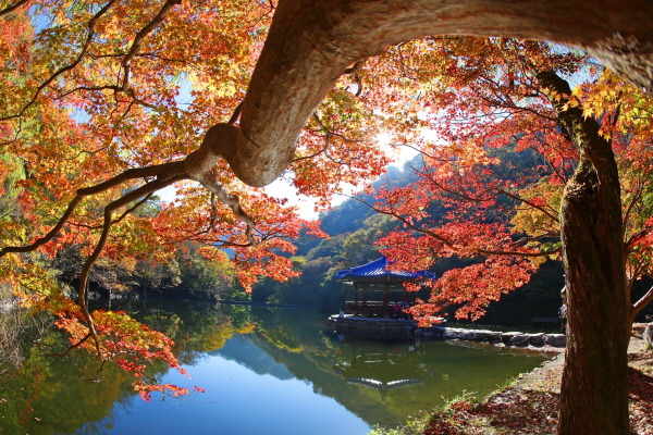 내장산 단풍절정시기