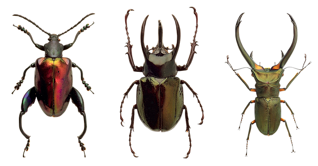 곤충 기반 식품 개발의 과학: 연구가 말해주는 사실들