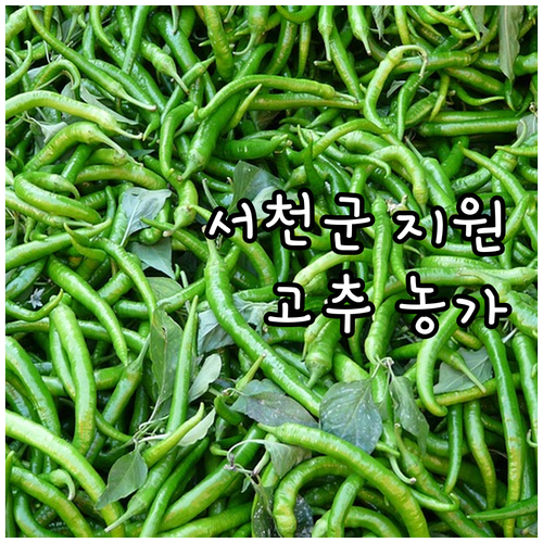 2025 서천군 고추 농가 지원! 건..