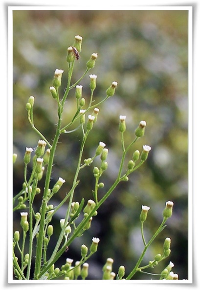 "망초와 개망초를 아시나요?" 자연의 보물, 그 놀라운 비밀!