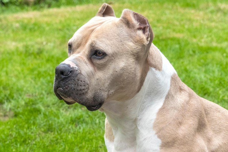 아메리칸 핏불 테리어