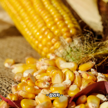 초당옥수수 부작용