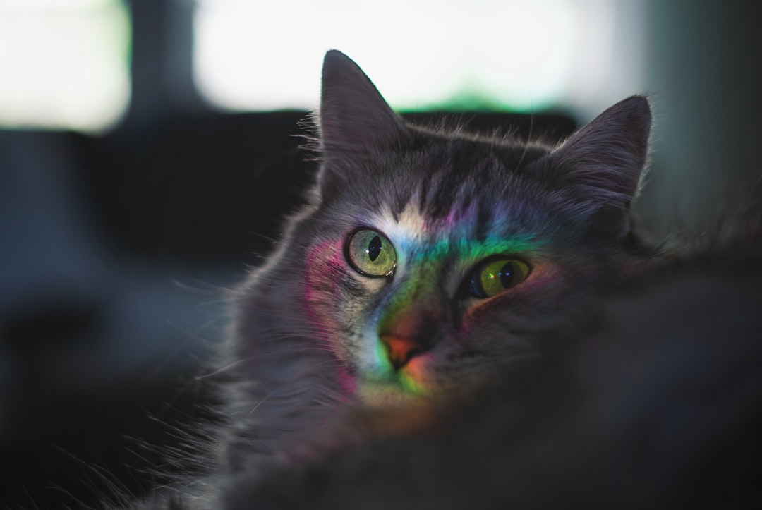 Puss