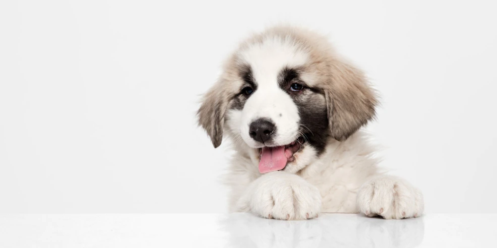 강아지 발바닥 건조 1