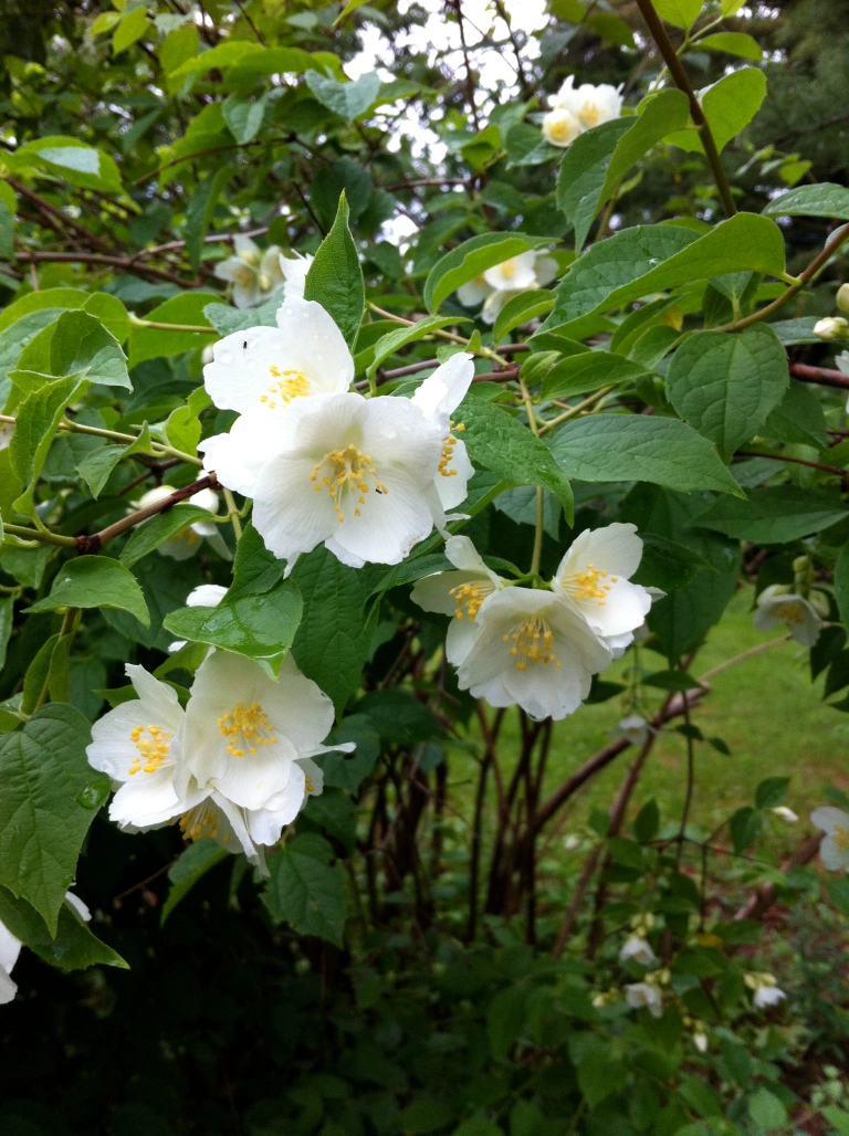 브룬펠시아자스민