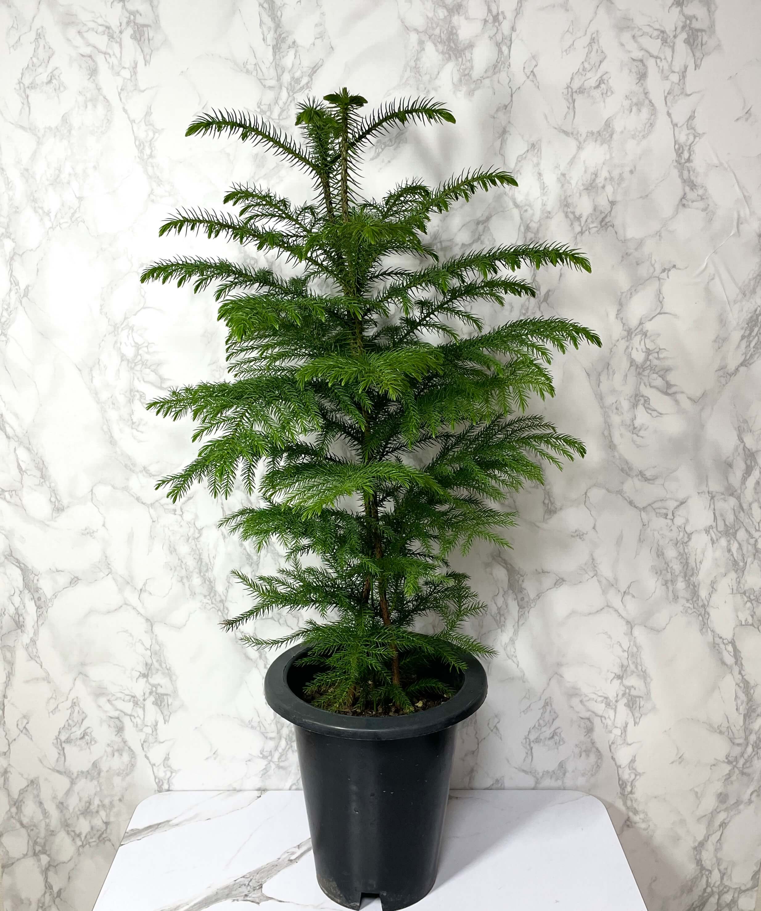 아라우카리아 키우기