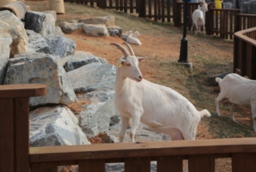 주말 아이랑 가기 좋은 곳 추천 - 안성팜랜드