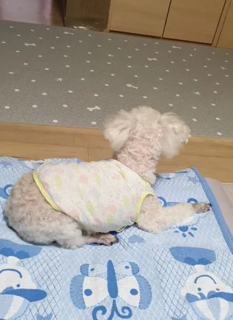 노령견 신부전2기 자연식 화식 레시피 건강식_18