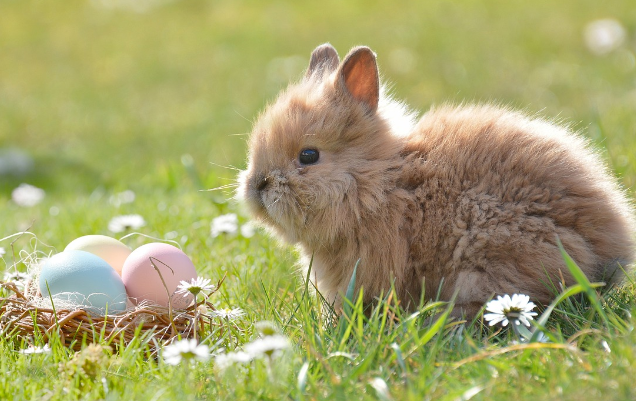 23년 토끼띠운세
